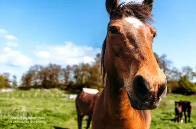 Alagoas já soma 65 mortes de cavalos ligadas ao consumo de ração contaminada