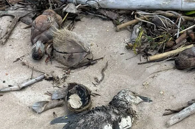 Mais um pinguim é encontrado morto no litoral de Alagoas