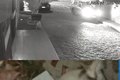 Investigação conclui que gato foi atropelado acidentalmente em Arapiraca; caso inicialmente apontava disparo de arma