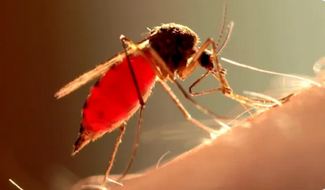 Como mosquitos machos atacam fêmeas e evitam armadilhas