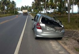 Coqueiro desaba em cima de veículo de passeio na AL-101 Norte, em Japaratinga