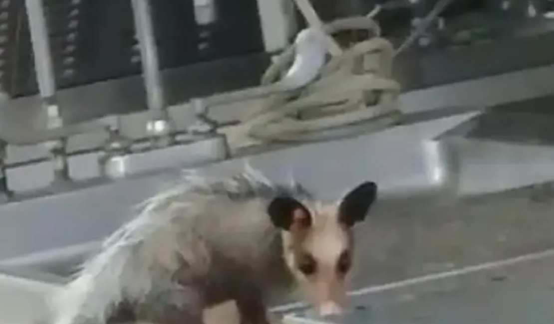 Vídeo mostra gambá comendo cadáver de homem no IML do Rio de Janeiro