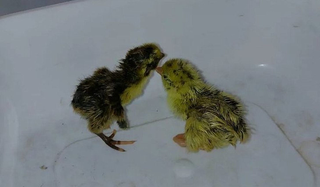 VÍDEO: Forte calor faz codornas nascerem em prateleira de supermercado no Piauí