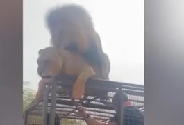 Ignorando turistas, leões acasalam em ﻿cima de um jipe de safári, no Senegal