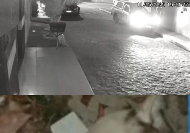 Investigação conclui que gato foi atropelado acidentalmente em Arapiraca; caso inicialmente apontava disparo de arma