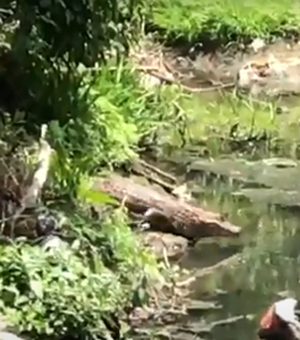 VÍDEO. Populares voltam a registrar a presença de jacarés em riacho, na Ladeira do Claudionor