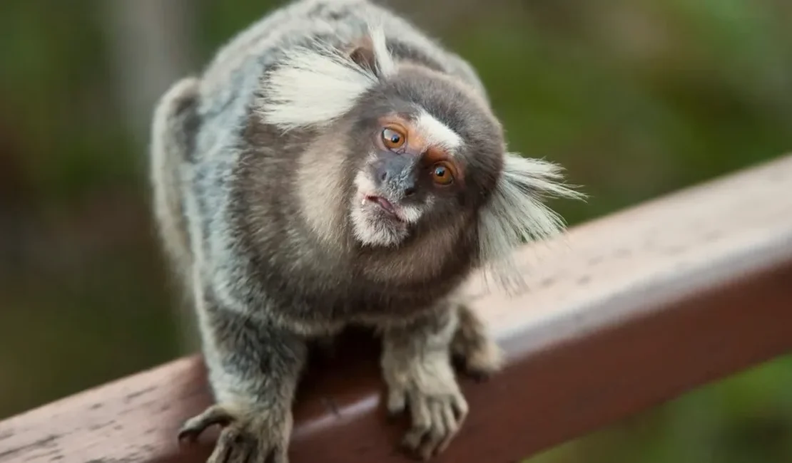 Sagui entra em farmácia e funcionários pedem ajuda dos bombeiros em Palmeira dos Índios