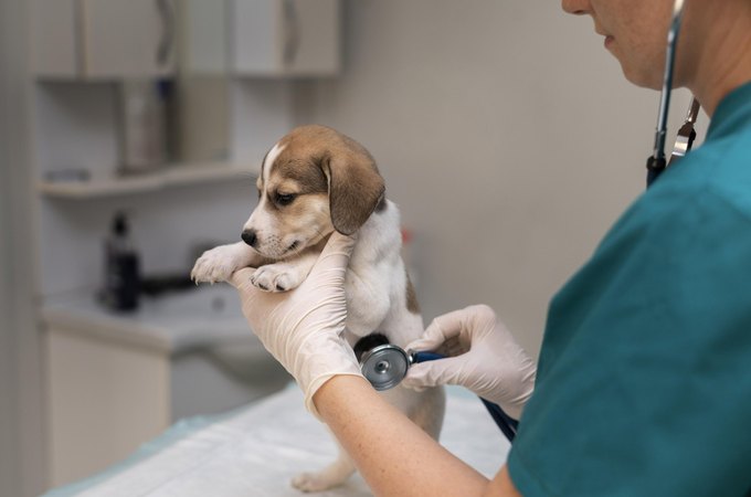 Ufal abre inscrições para Pós-graduação em Práticas Hospitalares Veterinárias
