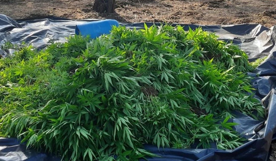 Operação policial apreende mais de 20 mil pés de maconha no Sertão alagoano