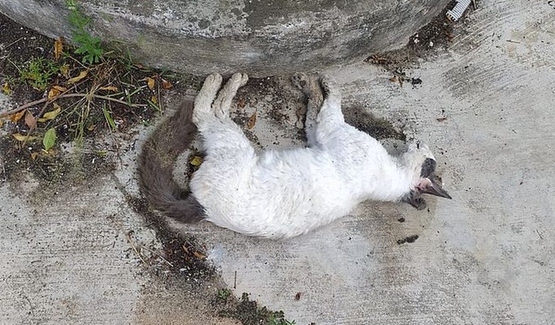 Polícia investiga envenenamento de mais de 30 gatos em Paripueira