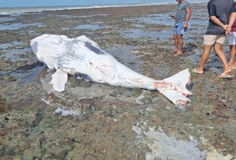 Mais uma baleia é encontrada morta, com marcas de mordida de tubarão, na Praia do Pontal do Peba