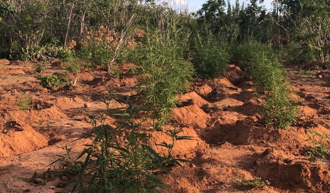 2 mil pés de maconha são encontrados em propriedade rural de Mata Grande