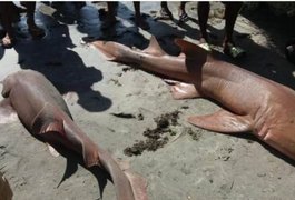 Dois tubarões são capturados por pescadores na Barra de Santo Antônio