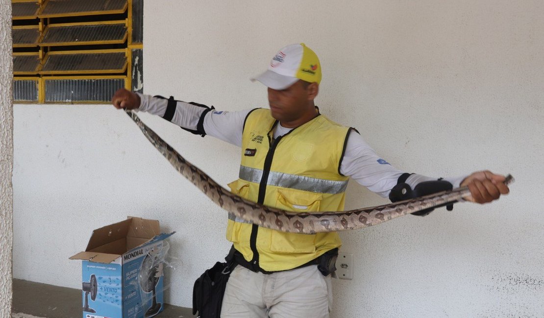Jiboia de 1,5 metro é capturada em via pública de Maceió