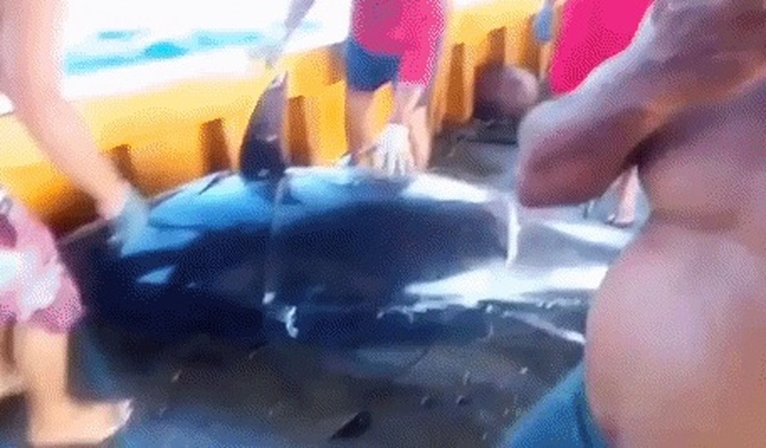 Pescadores fisgam atum de R$ 140 mil, mas perdem 'bolada' por um detalhe