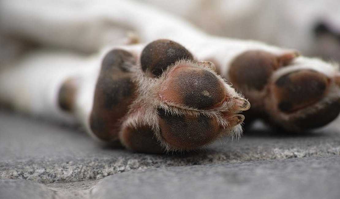 No Sertão do estado, seis cães são mortos por envenenamento