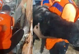 Morre cachorro que ficou sob escombros por 35 horas após explosão em Olinda