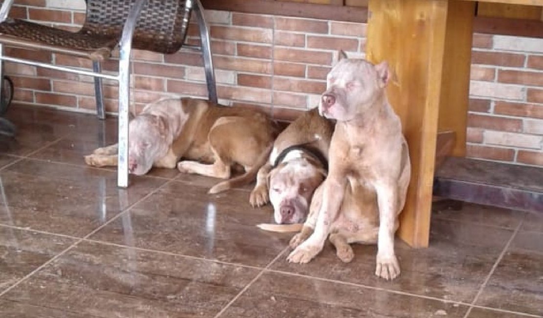Homem de 46 anos morre após ser atacado por sete cães pitbulls