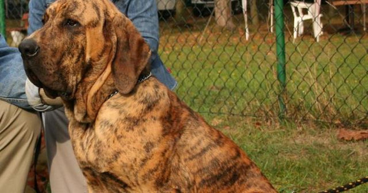 Fila brasileiro  Cães gigantes, Cães, Cachorro