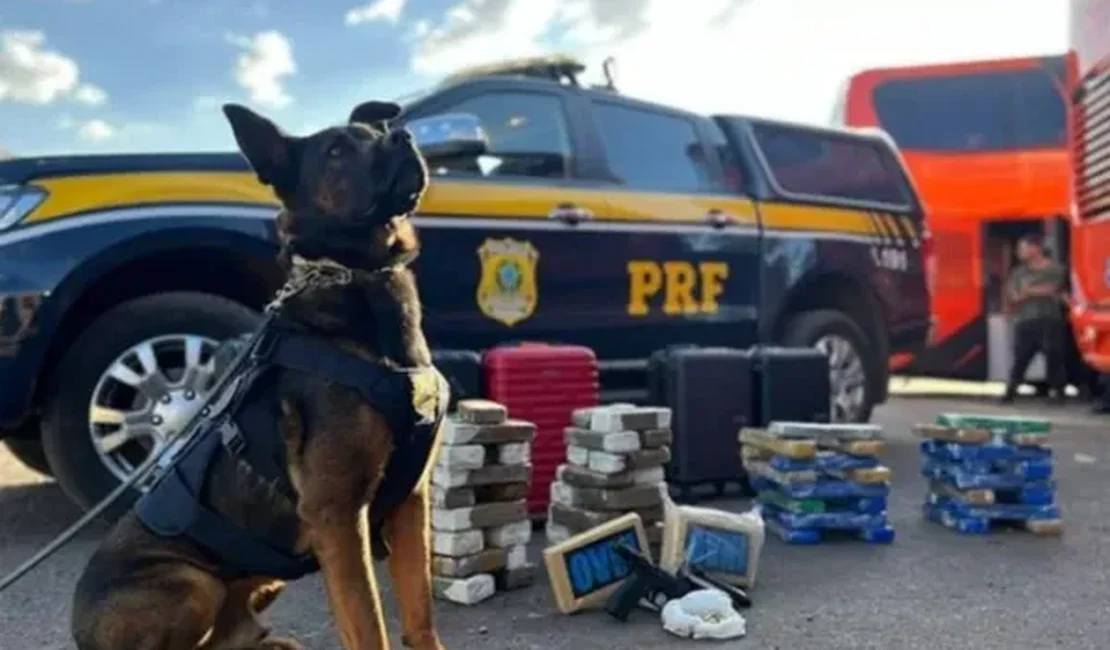 Cachorro da PRF encontra cocaína, maconha e arma turca em ônibus