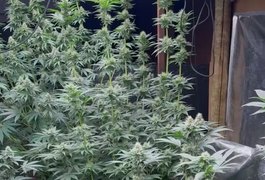 Mãe furta celular em consultório e sem querer leva PM até estufa de maconha do filho em Uberlândia