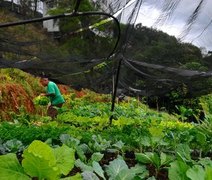 Hortas comunitárias alteram espaço público e estimulam contato com a natureza
