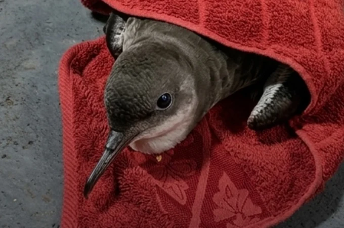 Ave marinha debilitada é resgatada na Praia de Jatiúca, em Maceió