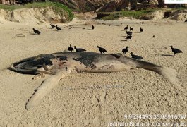 Baleia-jubarte é encontrada morta em Jequiá da Praia