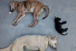 Quatro cães são encontrados mortos por envenenamento em ONG