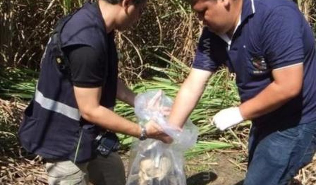 Populares encontram ossada humana em uma mata, no interior alagoano