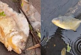 Após inundações, piranhas aparecem em ruas de Porto Alegre