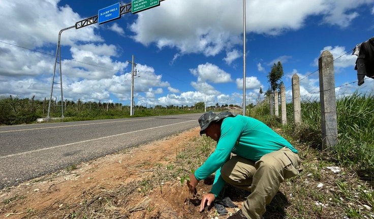 Alagoas Mais Verde planta mudas de árvores nativas às margens da rodovia Penedo-Pindorama