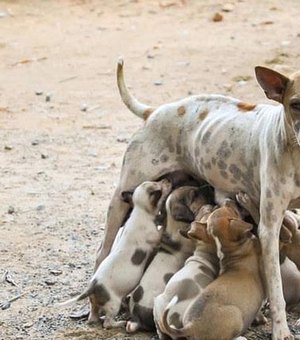 Sesau lança programa de castração de animais com investimento de R$ 500 mil mensais