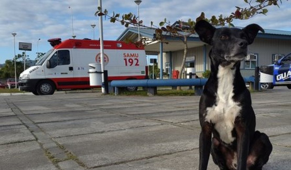 Cãozinho espera pelo dono que morreu há oito meses em pátio de hospital