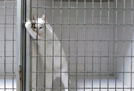 Vídeo de gatinho escapando de gaiola por duas vezes faz sucesso no YouTube