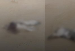 Elefante-marinho é encontrado morto em Alagoas e caso levanta suspeitas sobre causa da morte