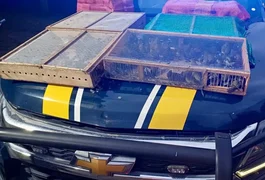 Homem é preso com mais de 1 mil aves silvestres no RJ; 180 morreram