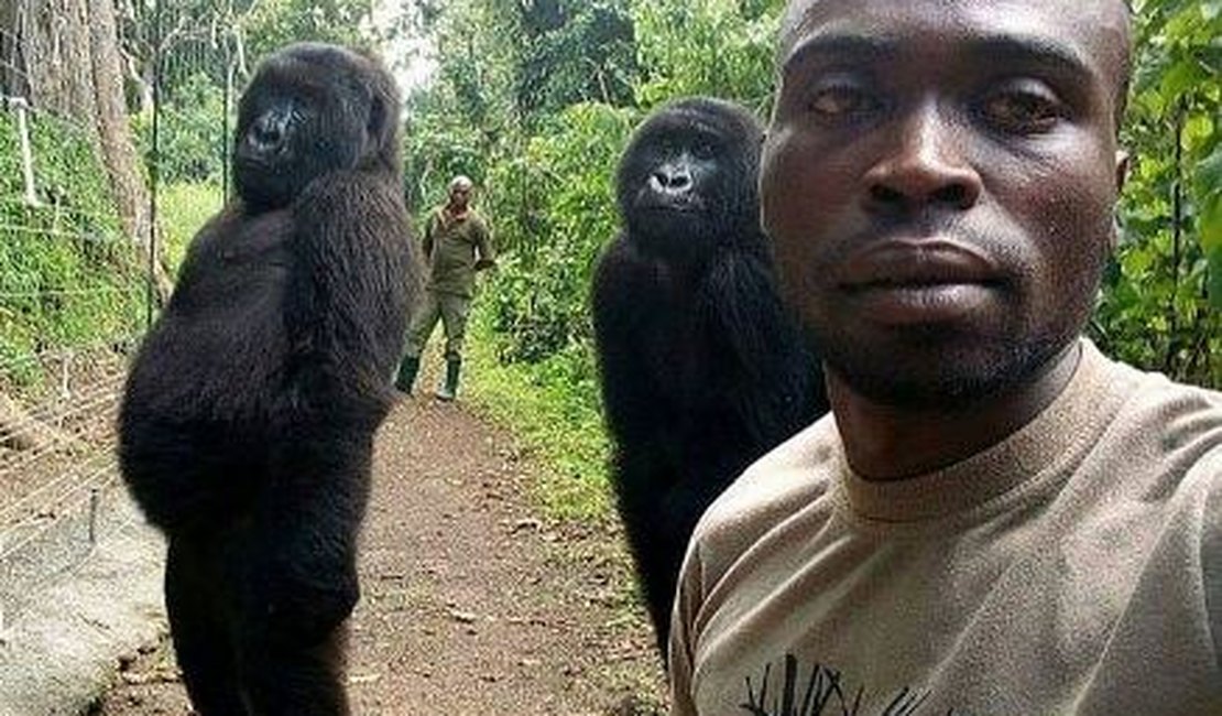 Gorilas posam para selfie ao lado de guardas que os resgataram na África