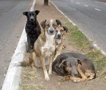 Cães em situação de rua salvam menina de tentativa de estupro