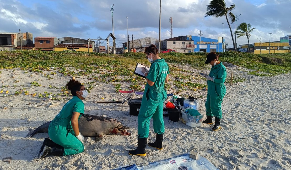 Sexto em março: Golfinho da espécie boto-cinza é encontrado morto no Litoral de Alagoas