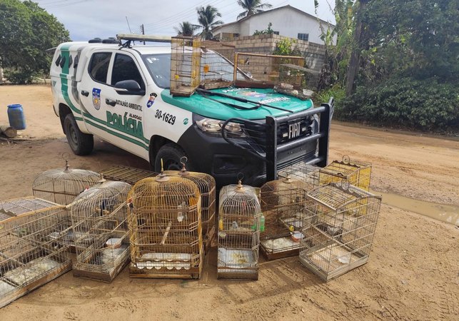 Operação Onda Verde da PM apreende aves silvestres e arma de fogo no interior de Alagoas