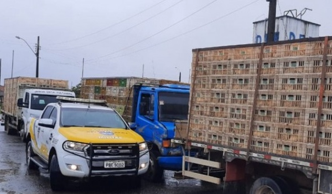 Fiscais apreendem caminhões com mais de 5 mil aves sem certificação, em Alagoas