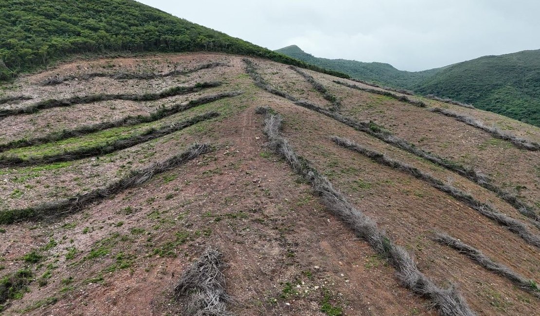 Apontado como maior devastador da Caatinga em Alagoas é preso pela Polícia Federal em Traipu