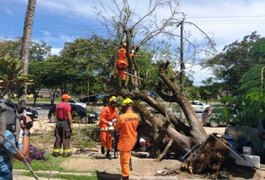 Árvore cai e atinge irmãos que vendiam caldo de cana no Tabuleiro do Martins, em Maceió