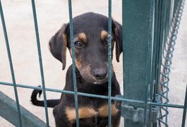 Justiça da Áustria condena mãe que torturava o filho em gaiola para cachorro