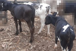 Produtor rural tem animais furtados durante a madrugada, em Traipu