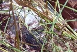 Dois corpos, com marcas de tiros, são encontrados em vala, em Traipu