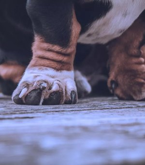 Juiz determina que tutora faça cães pararem de latir para não incomodar vizinhos em prédio em Maceió