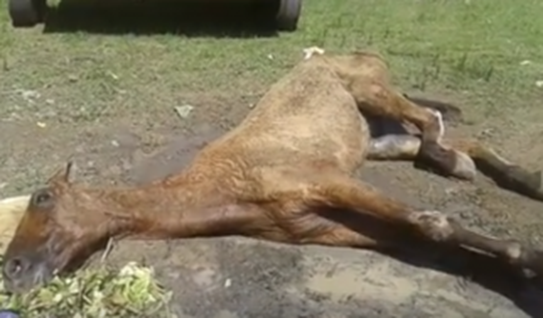 Cavalo abandonado no Clima Bom é sacrificado