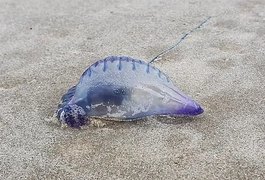 Criança sofre queimaduras após ser atacada por caravela na praia do Francês